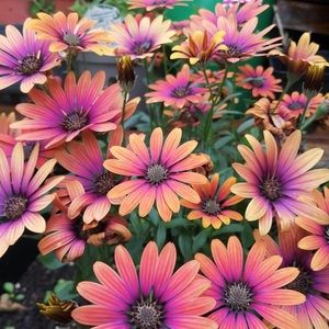 Meet your Posher, Francisca